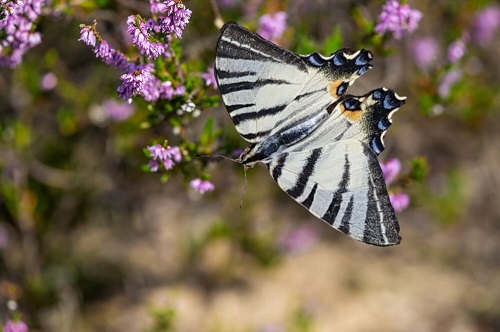 Neuer Schmetterling im Wildnisgebiet gesichtet