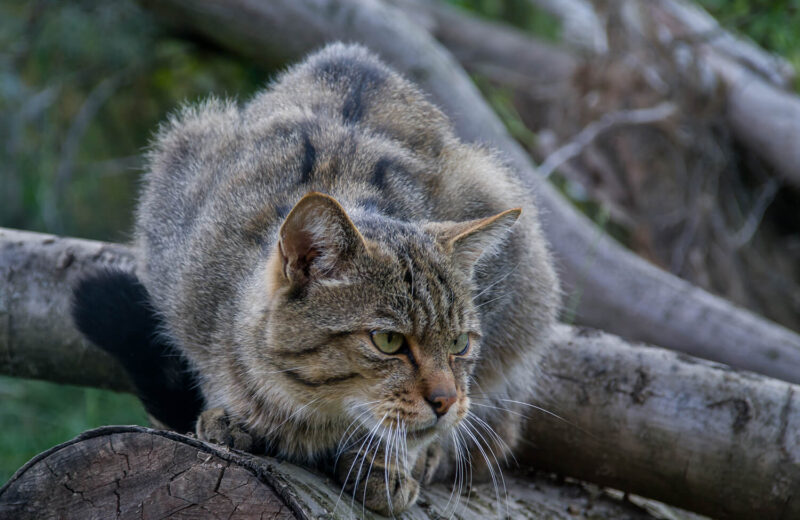 Wildkatze sitzt auf Totholz