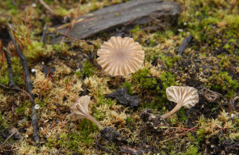 Arrhenia bryophthora