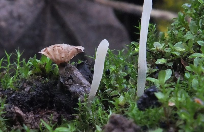 Bryopistillaria clavarioides