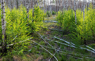 Birken treiben auf Waldbrandfläche aus