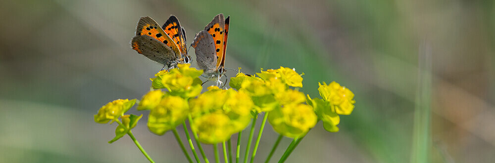 Schmetterlinge sitzen auf gelber Blüte
