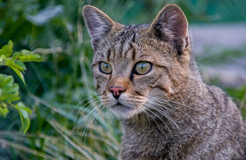 Die Wildkatze ist da! Erstmals drei wilde Samtpfoten im Wildnisgebiet Jüterbog nachgewiesen.