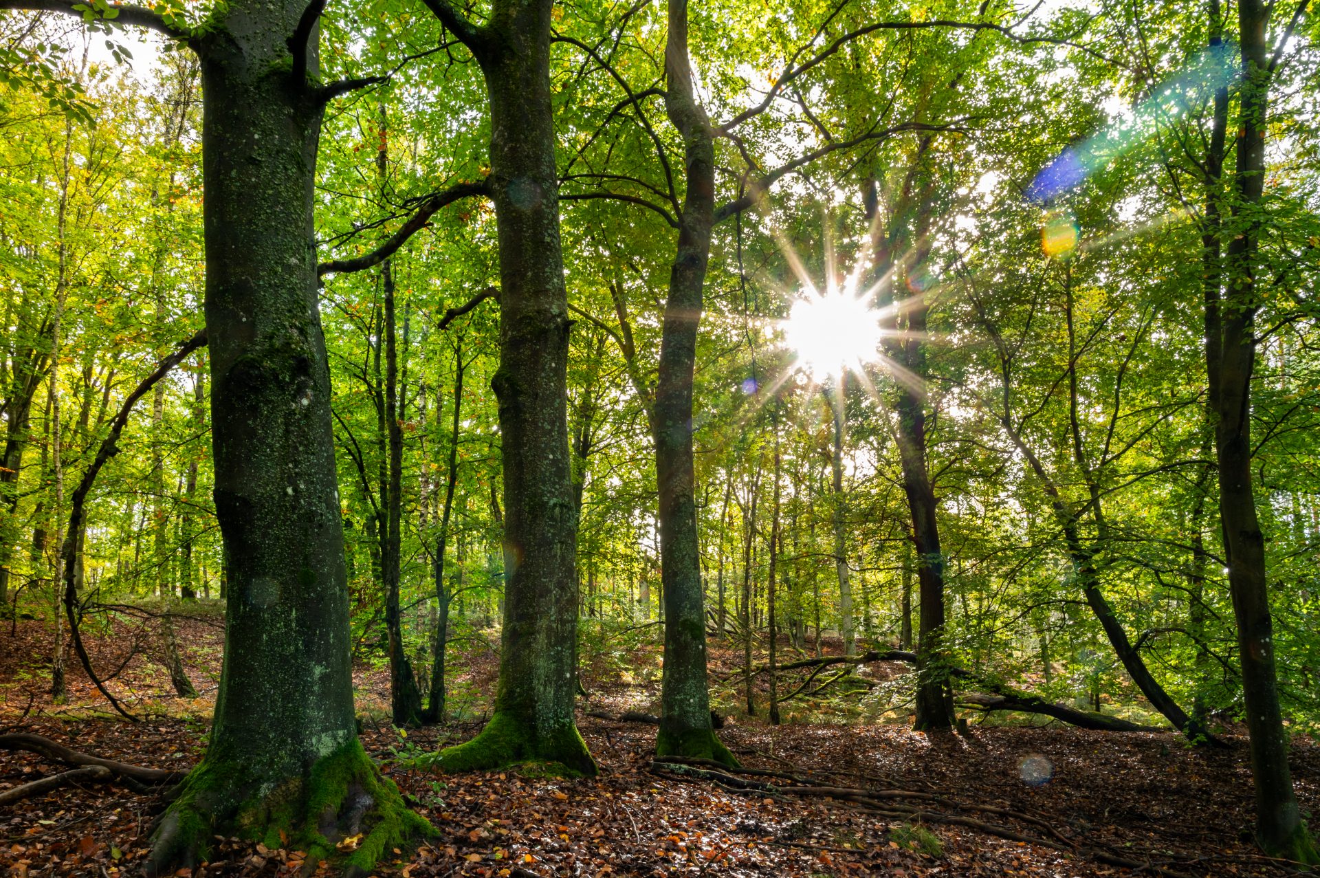 Wald von Dr. Tilo Geisel