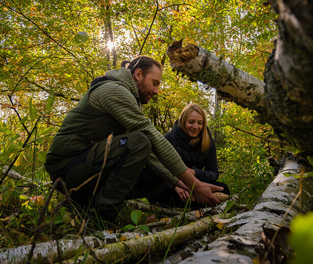 Personen suchen Pilze in Natur
