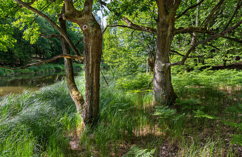Alte Bäume in der grünen Wildnis
