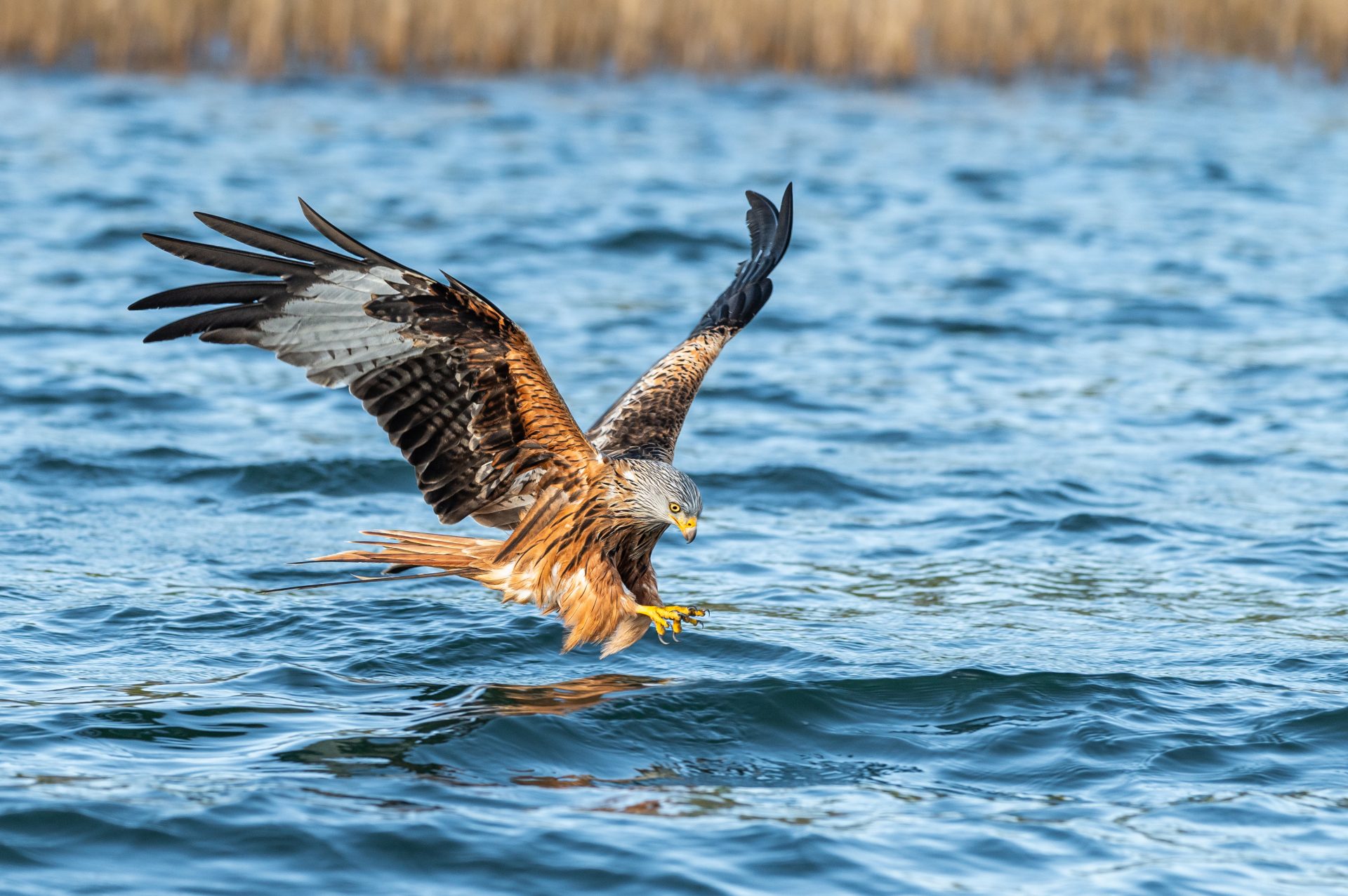 Seeadler im Angriffsflug überm Wasser ©Dr. Tilo Geisel