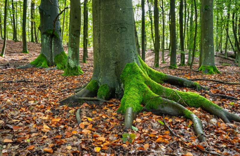 Alte Buche mit starken Wurzeln