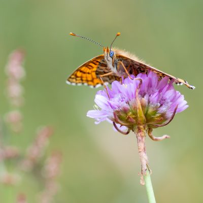 Scheckenfalter Dr. Tilo Geisel Schmetterling_Dr. Tilo Geisel