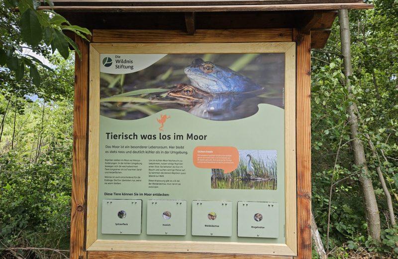 Interaktive Infotafel am Wanderweg Wildnispfad. Foto: Die Wildnisstiftung