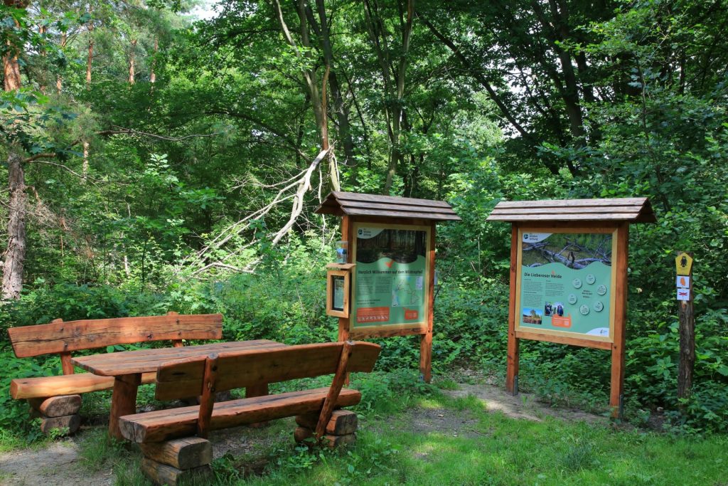 Bank am Wildnispfad im Wildnisgebiet Lieberose. Foto: Die Wildnisstiftung