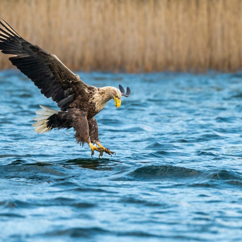 Seeadler im Sturzflug