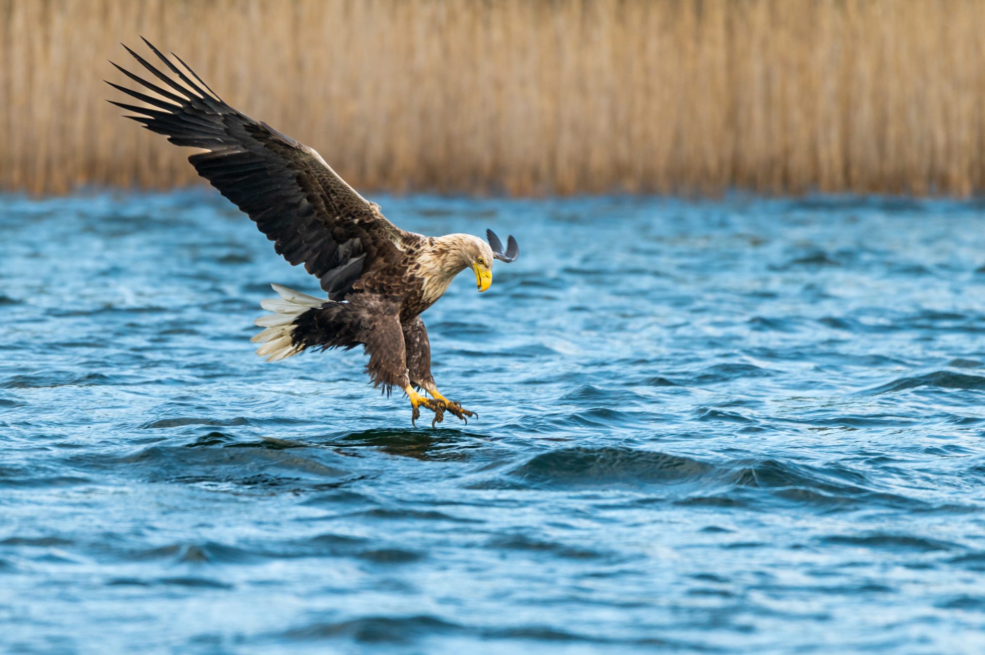 Seeadler im Sturzflug