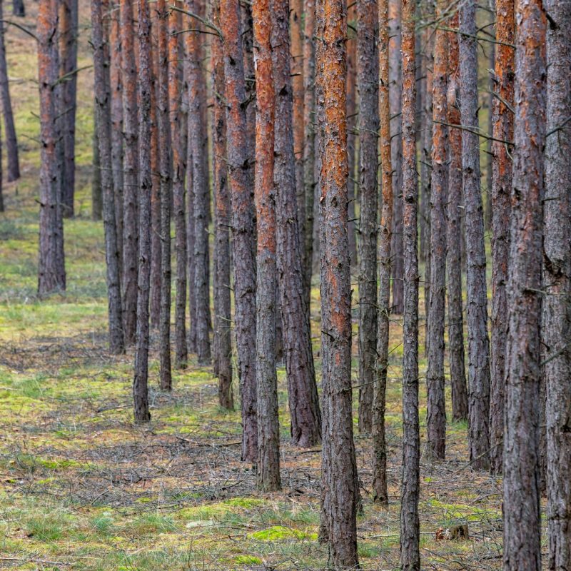 Wirtschaftswald