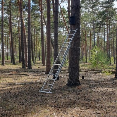 Mit einer Leiter wurden die Fledermauskästen in den Sommerquartieren angebracht