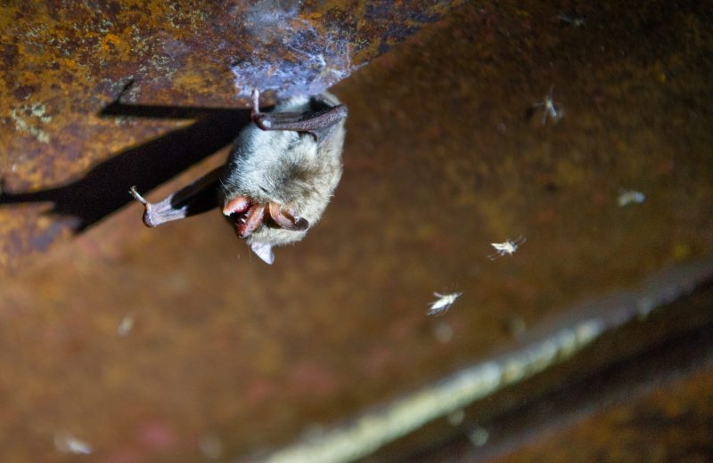 Fledermaus hängt an der Decke des Bunnkers