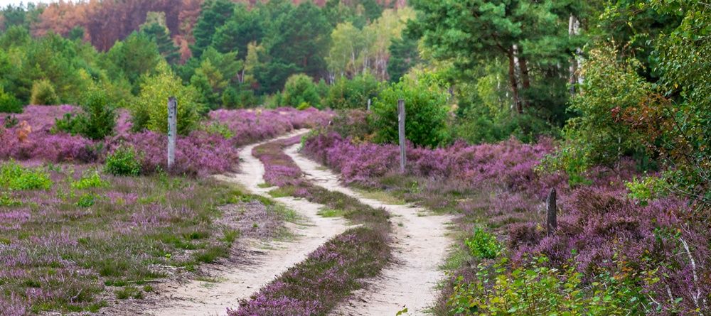 Dr_Tilo_Geisel-quer Weg durch die Heide