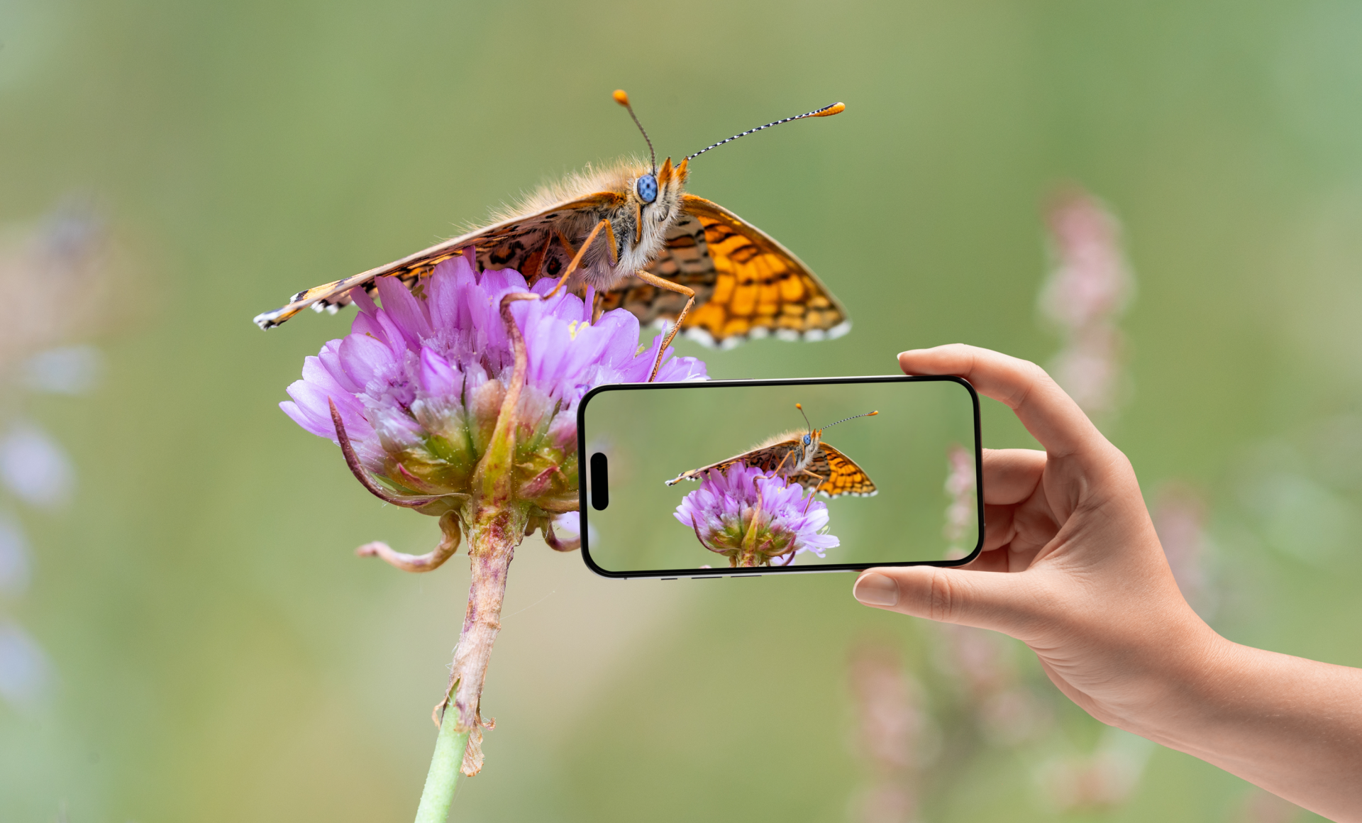 Artenreich-Wildnis Artenreich Wildnis