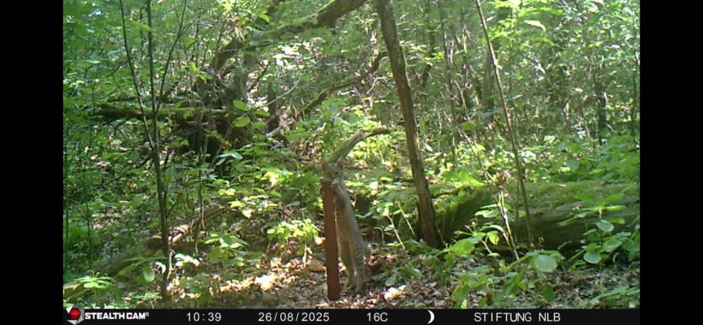 Die junge Wildkatze im August 2025 auf einer Wildkamera der Wildnisstiftung