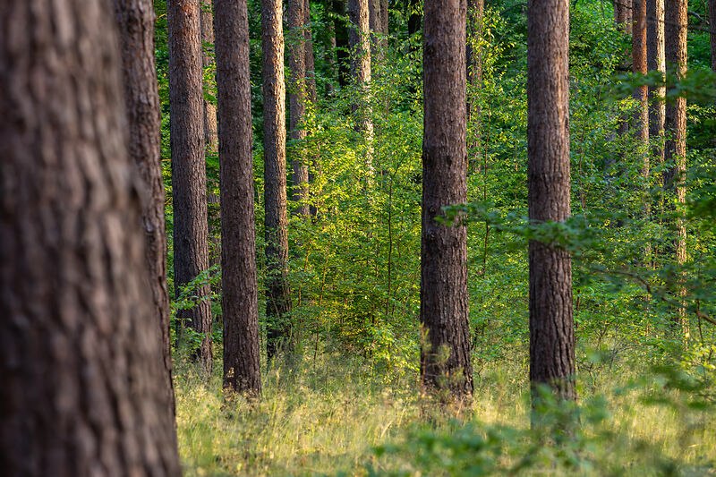 ©Dr-Tilo-Geisel Wald
