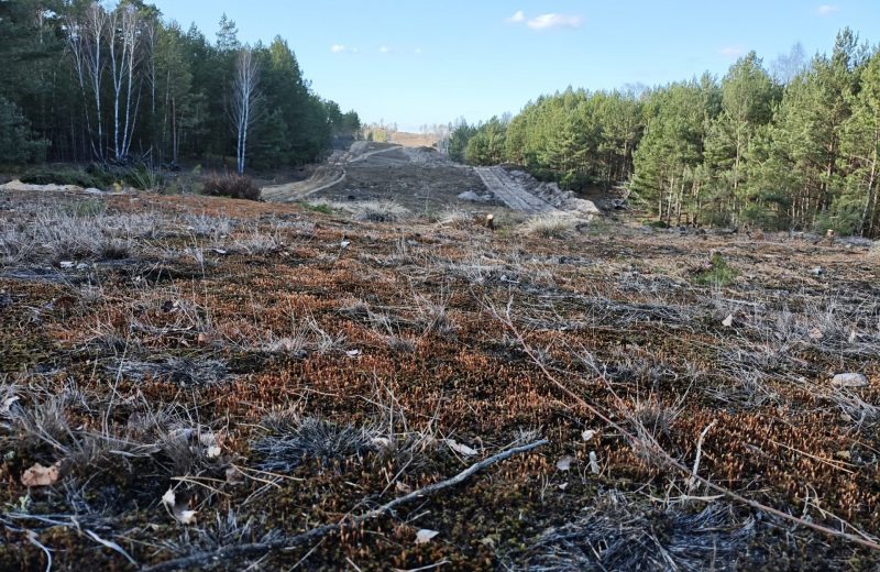 Waldbrandschutzschneise Dachsweg im Wildnisgebiet Lieberose