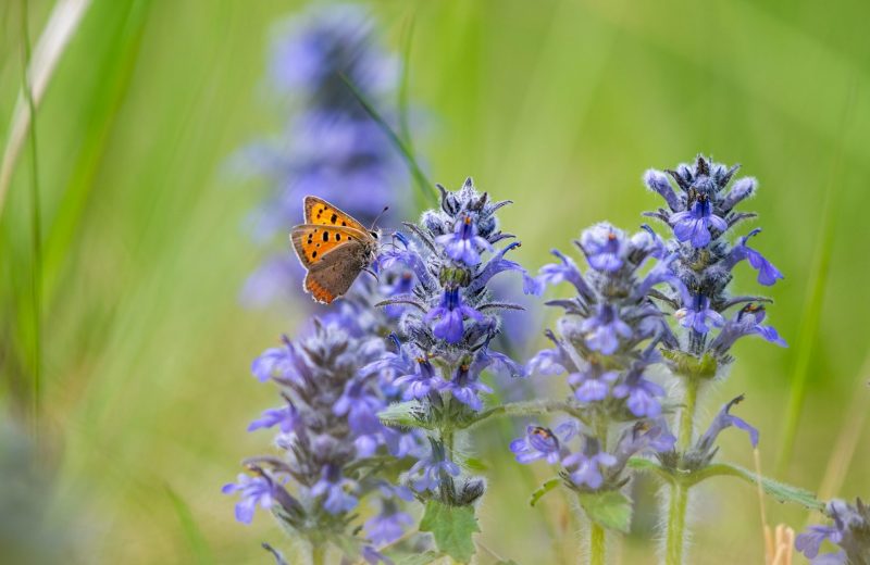 Foto: Dr. Tilo Geisel