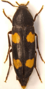 Düsterkäfer; Foto: Heinrich Hartong
