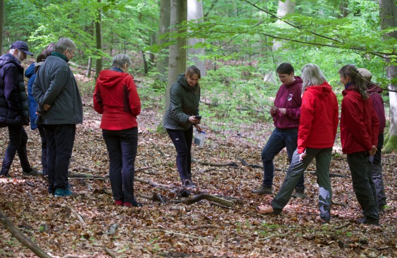 Wildnisbotschafter*innen im Bcuchenwald im Nationalpark Hainich