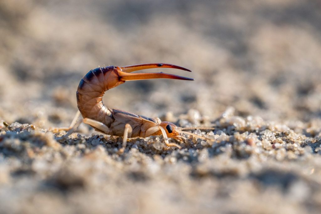 Sandohrwurm in der Lieberoser Wüste. Foto: Dr. Tilo Geisel